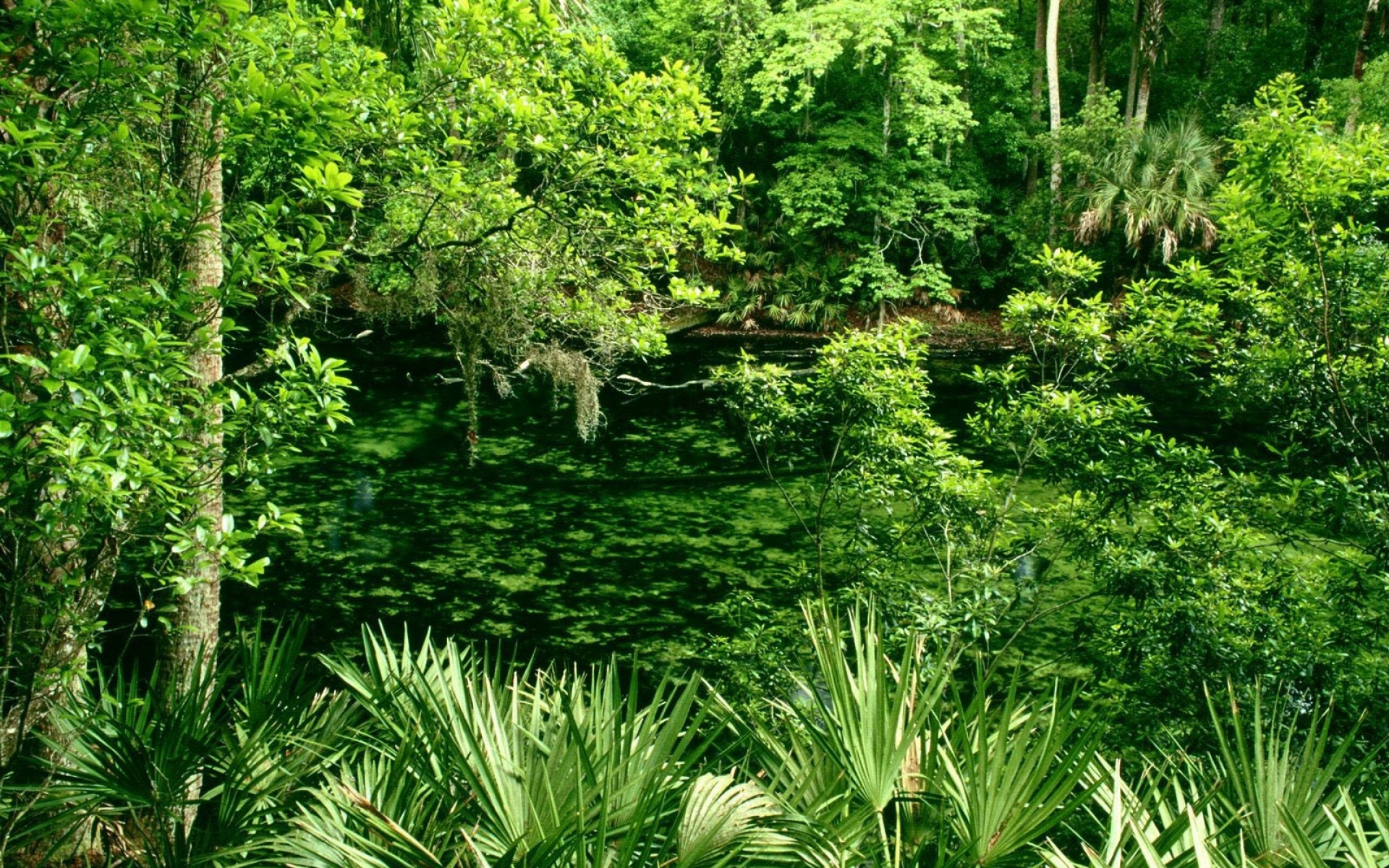 Jungle download. Тропики субтропики Южная Америка. Лес субтропики Сочи. Растительность джунглей. Тропический лес.