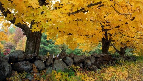 Осень, деревья, камни, клен