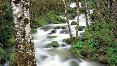 Горная река, камни, мхи, береза