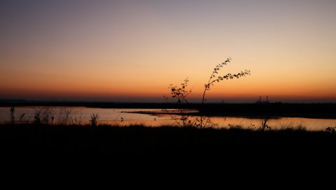 Вечер, кусты, контуры
