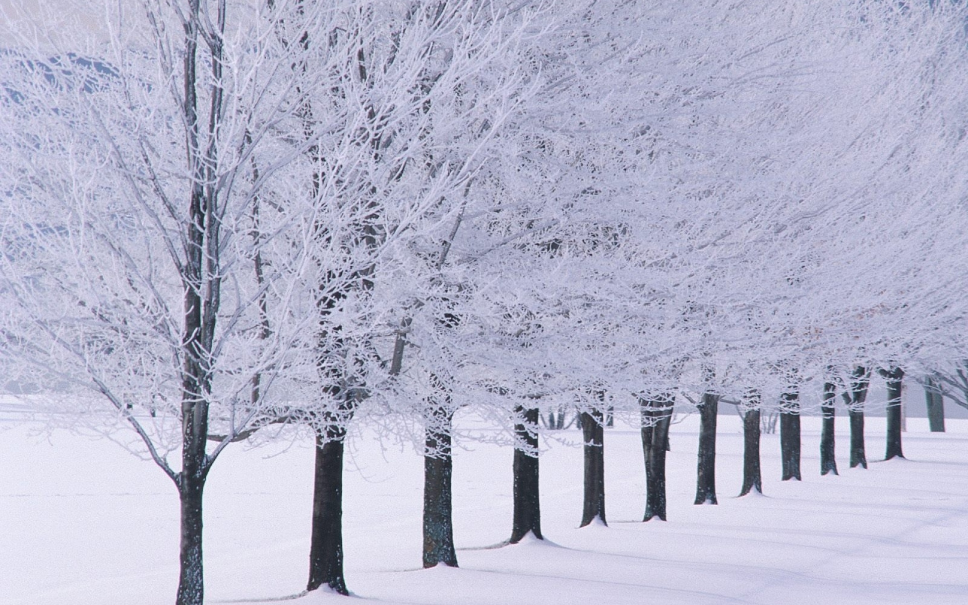 Картинки Деревья, число, иней, зима фото и обои на рабочий стол