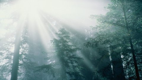 Деревья, дерево, солнце, лучи