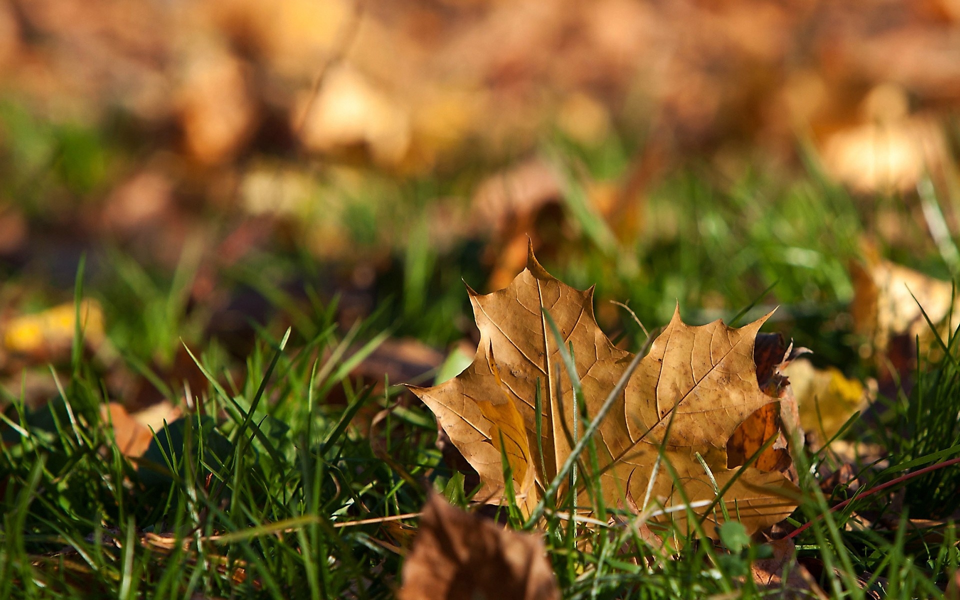 Осень какая трава. Осенняя трава. Кленовые листья на траве. Листья травы. Осенние листья на траве.