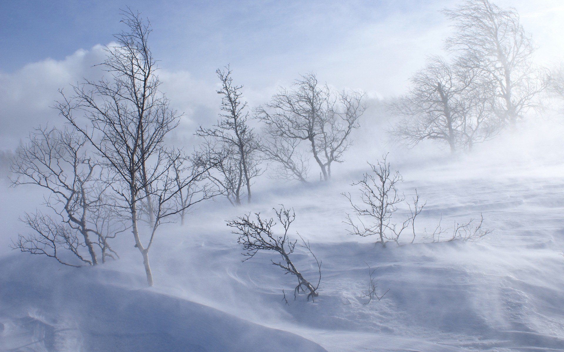 Картинки Деревья, зима, метель, ветер, снег фото и обои на рабочий стол
