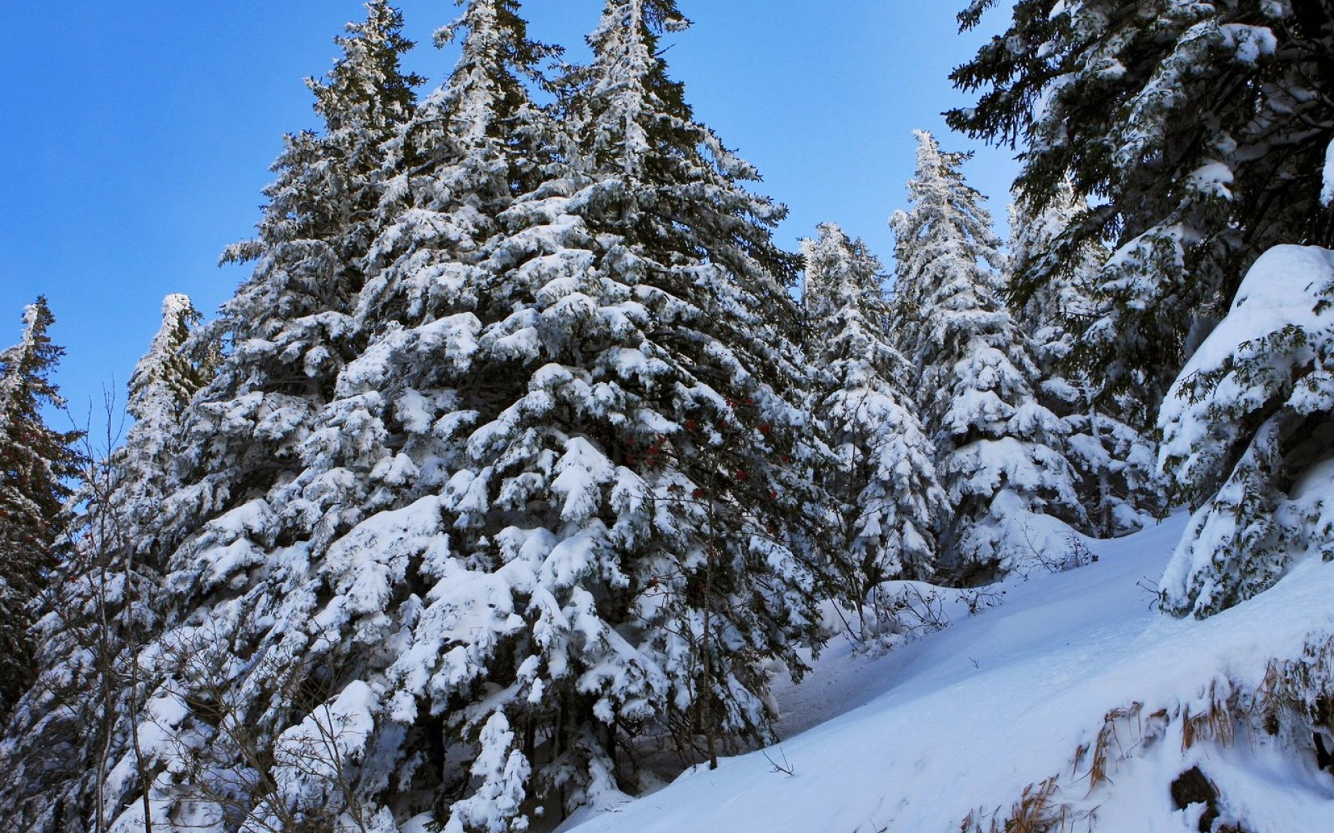 Ель зимой фото. Ель зимой. Зимний лес. Ель в снегу. Заснеженные ели.