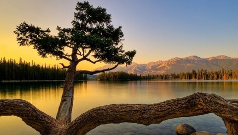 Дерево, туловище, побережье