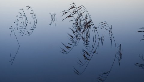 Трава, озеро, стол для воды