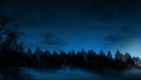 Ночь, деревья, елки, туман