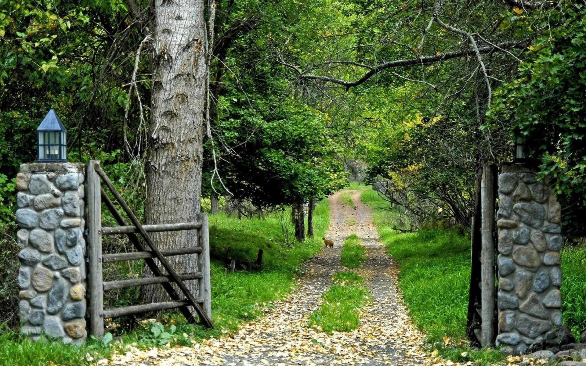 Картинки Дорога, дерево, деревья, фонари, листья фото и обои на рабочий стол