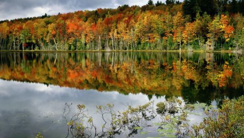 Деревья, озеро, побережье, гладкая поверхность воды, отражение, кусты
