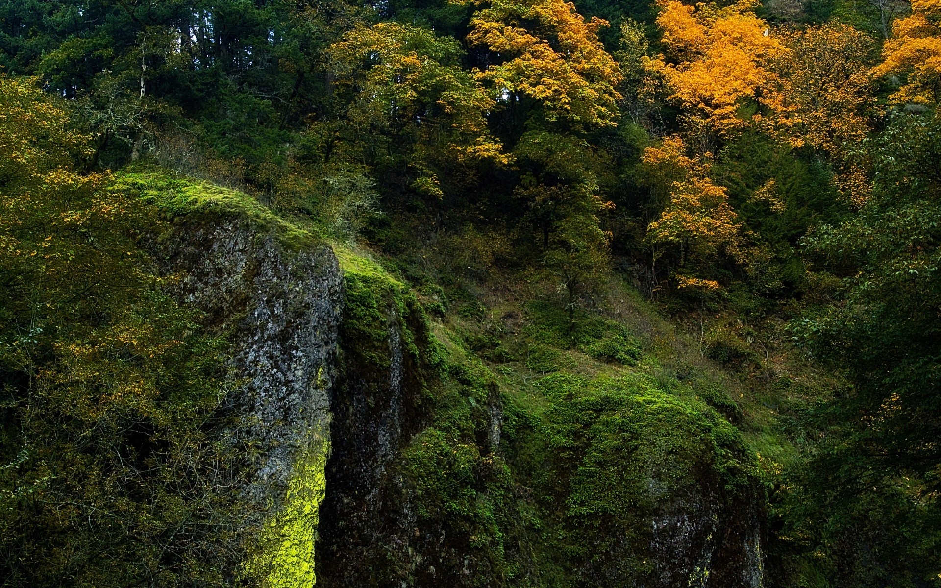 Картинки Скалы, мох, деревья, осень фото и обои на рабочий стол