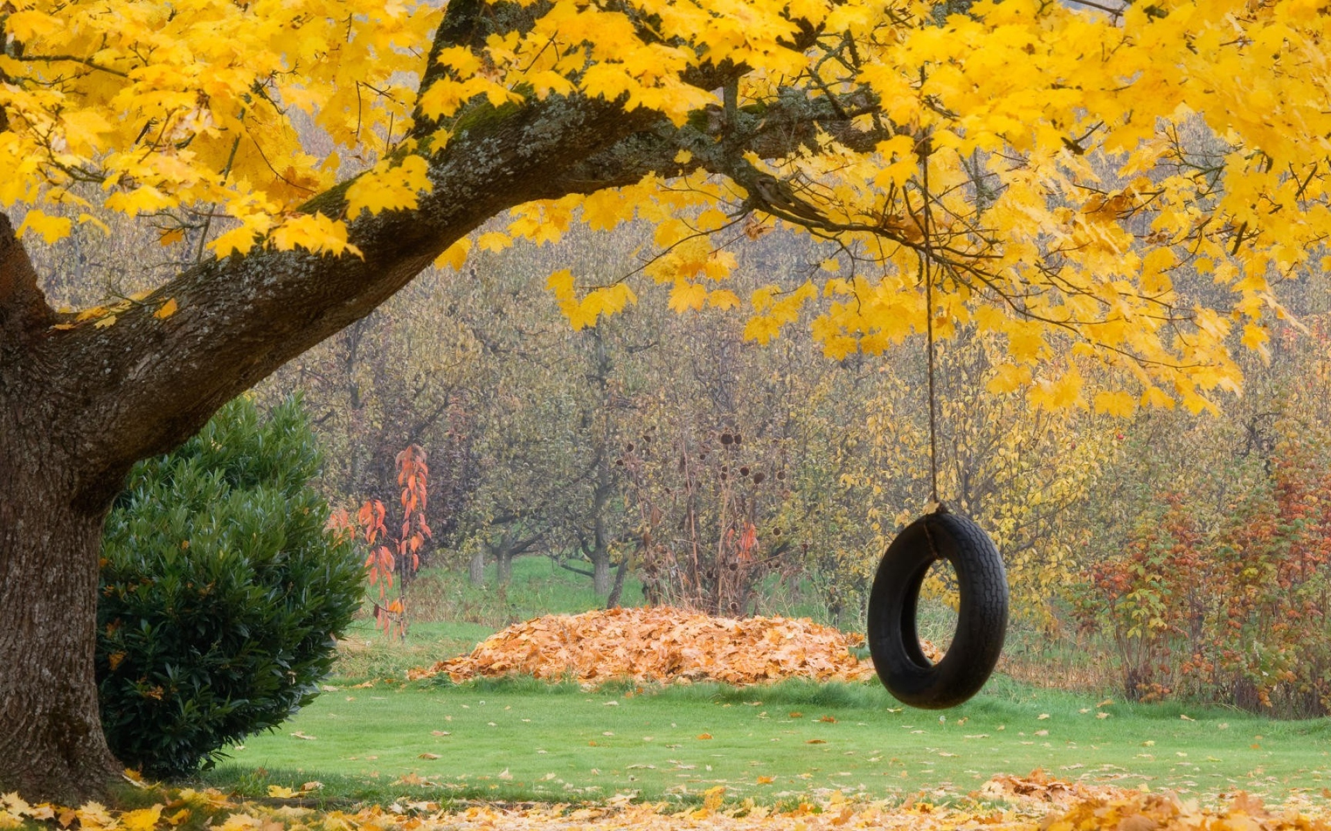 Картинки Дерево, клен, осень, качели, колесо, веревка, листья фото и обои на рабочий стол