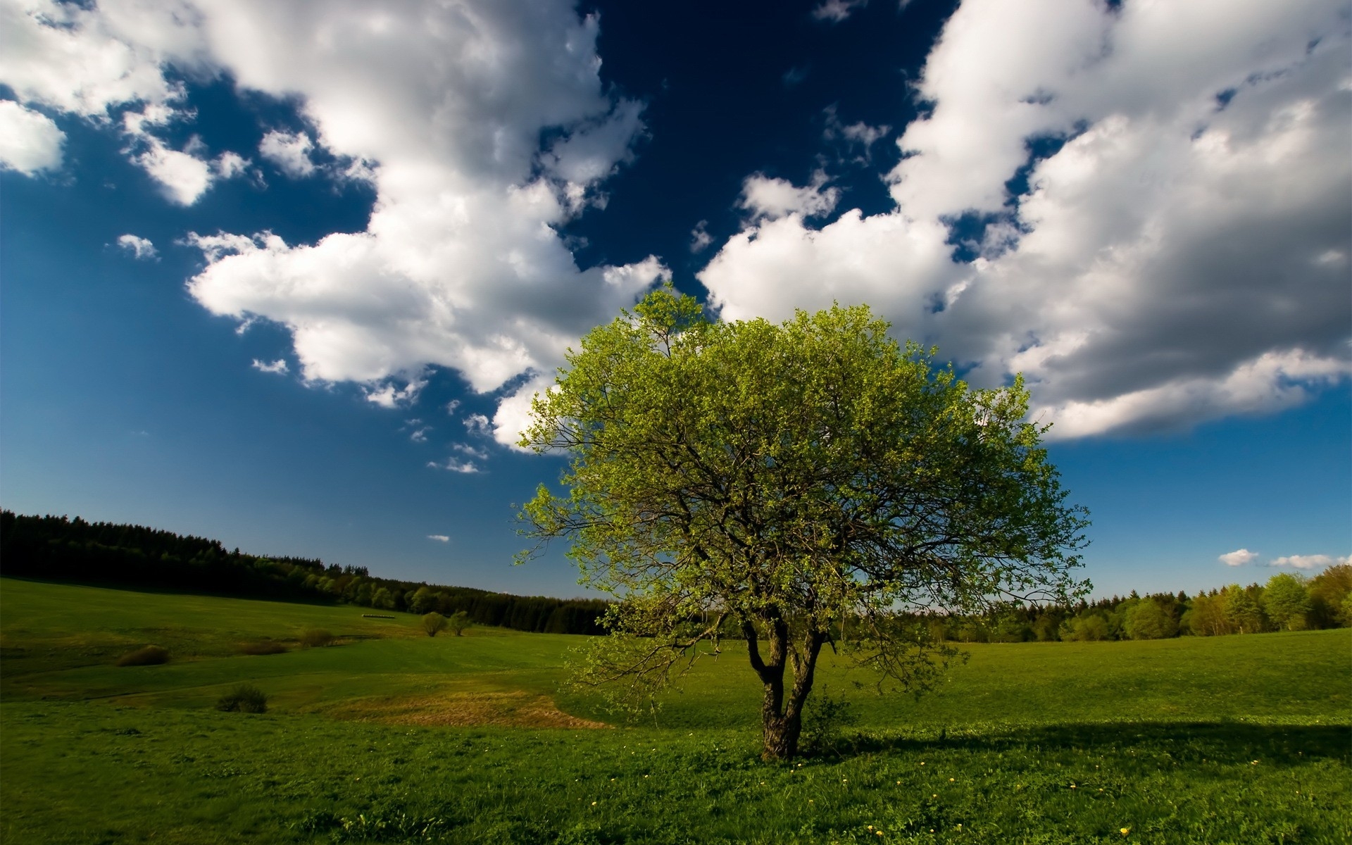 Картинки Дерево, поле, облака, небо, луг, трава фото и обои на рабочий стол