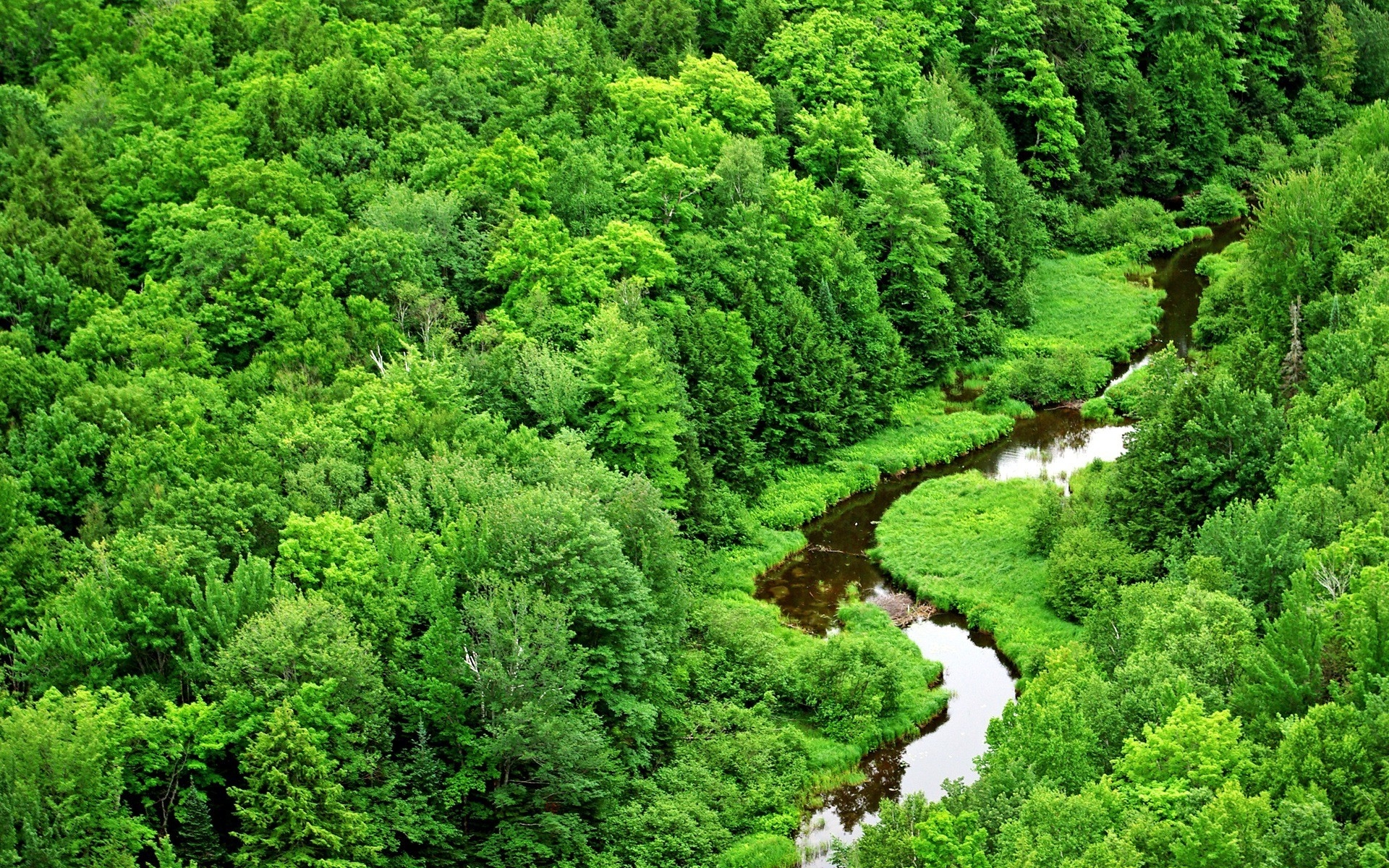 Картинки Деревья, река, зелень, изгибы, лес фото и обои на рабочий стол