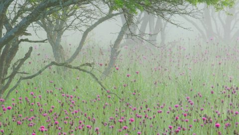 Туман, цветы, утро, дерево, ветки