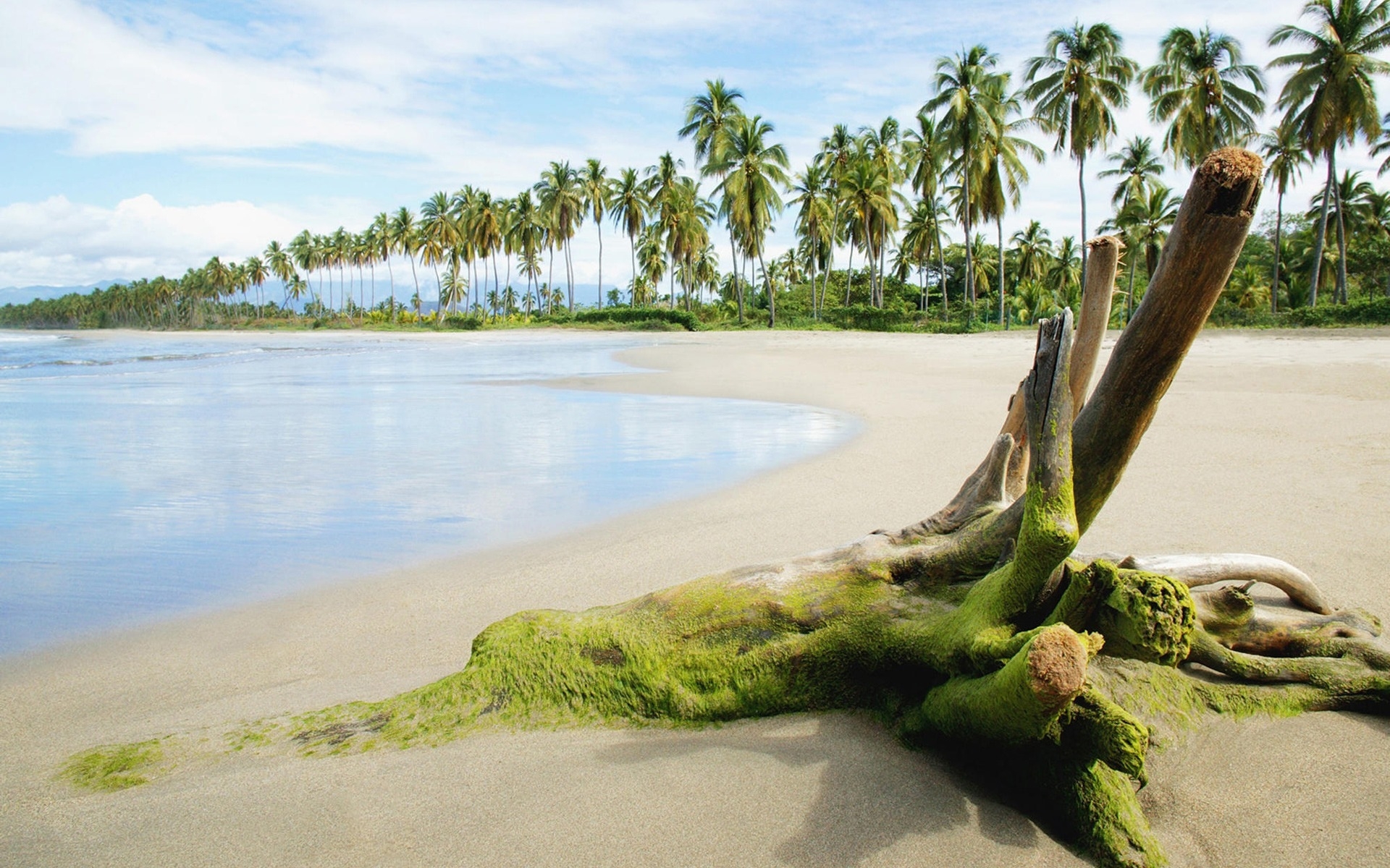 Картинки Окунь, мох, пляж, песок, море, пальмы фото и обои на рабочий стол