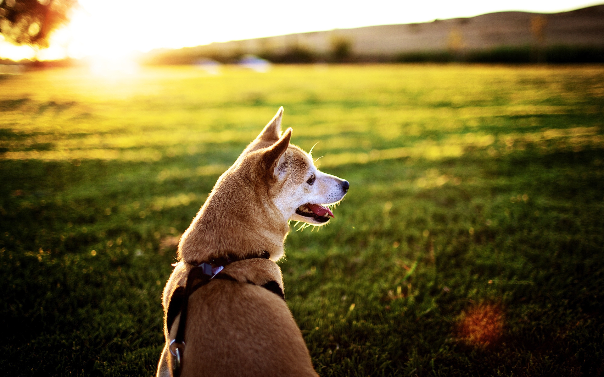 Картинки Собака, трава, сидеть, отдых, закат, язык фото и обои на рабочий стол