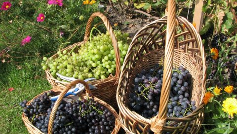 Виноград, корзины, кластеры, сад