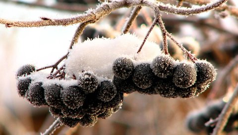 Ясень, черный, фрукты, ягоды, снег, иней, кластеры