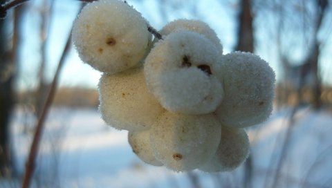 Ягоды, ветка, белый, иней, мороз, холод, снег, зима