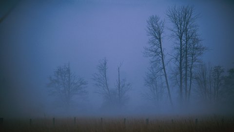 Туман, дымка, вуаль, деревья, поле, вечер
