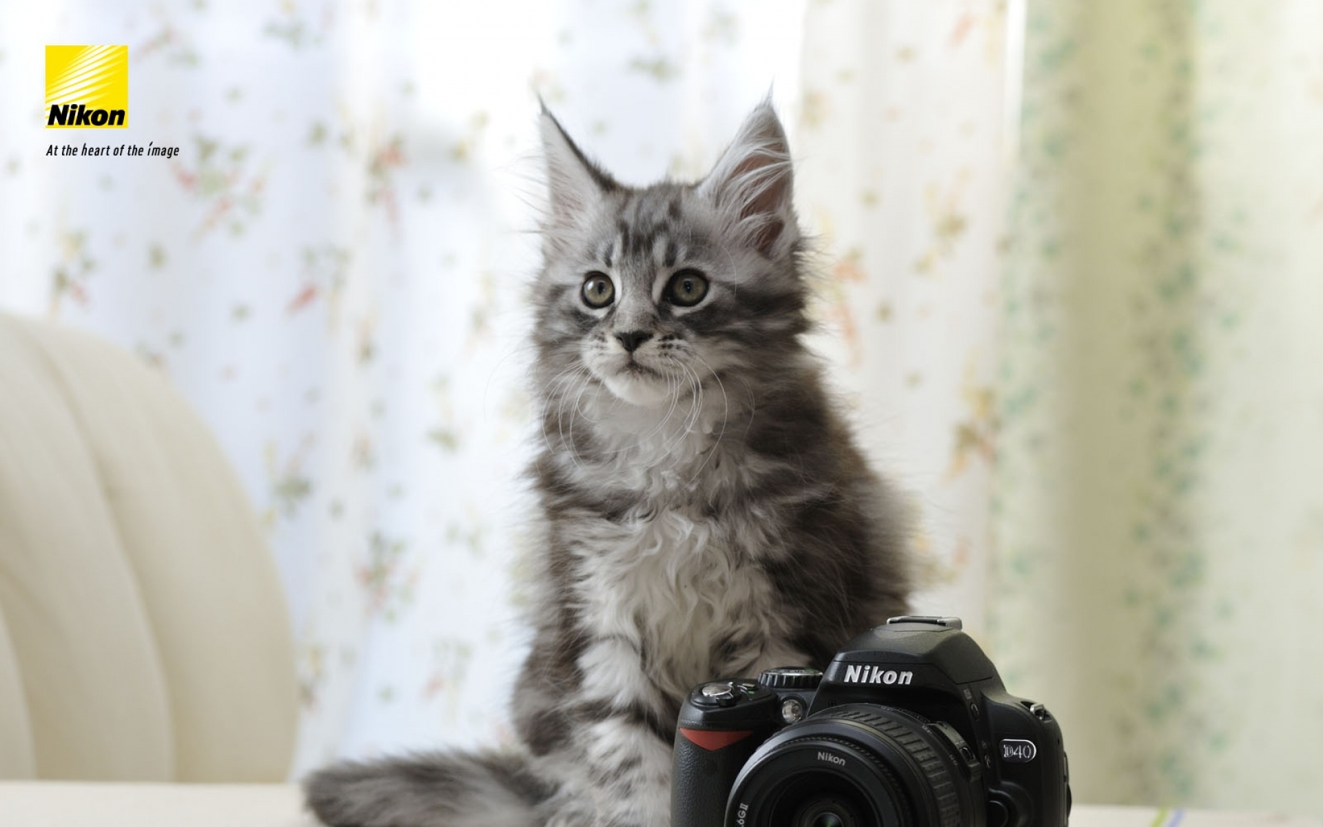 Картинки Nikon, камера, кошка фото и обои на рабочий стол