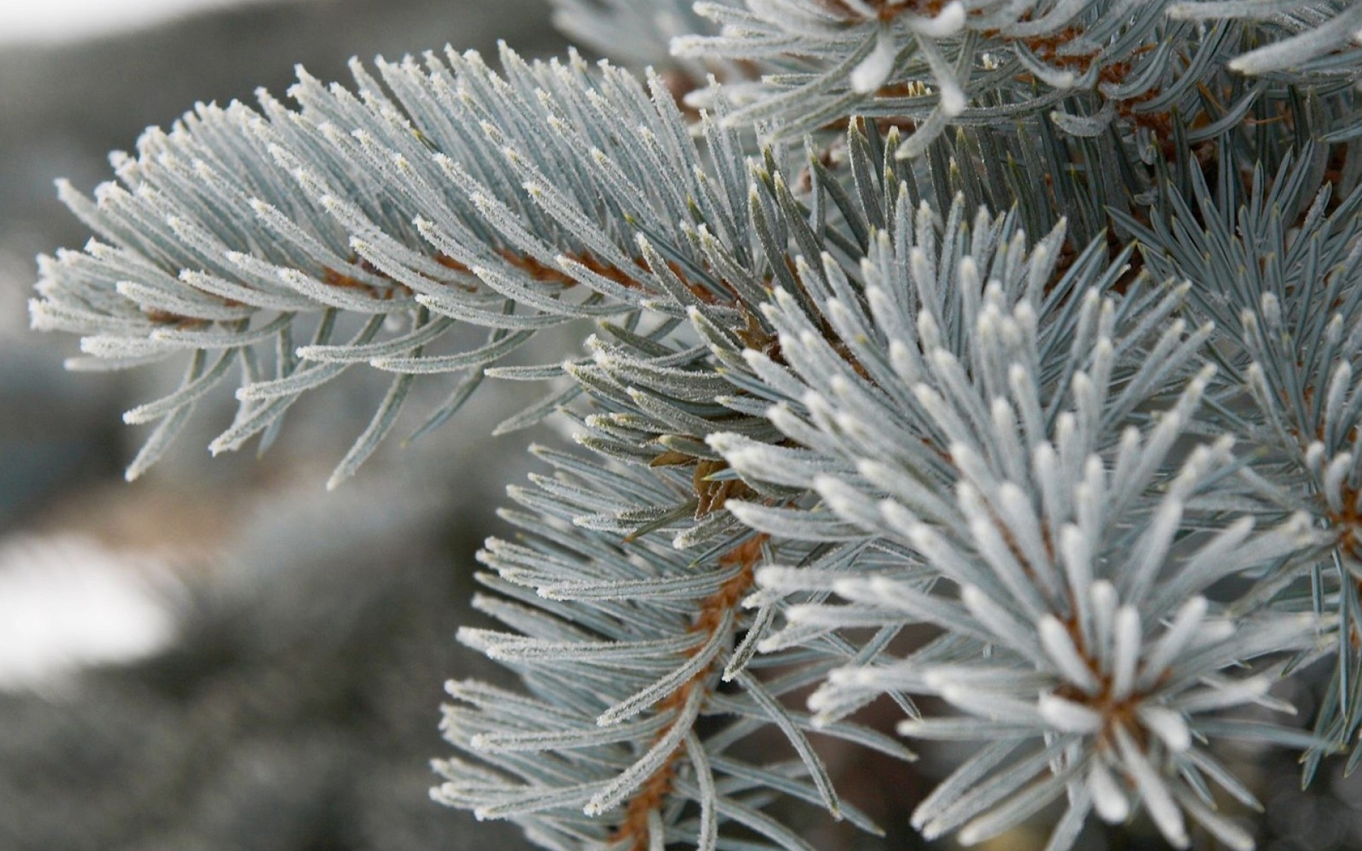 Ветка голубой ели. : Ель колючая (Pinus pungens). Голубая ель Шютте. Ель Сибирская голубая. Голубая ель побурение хвои.