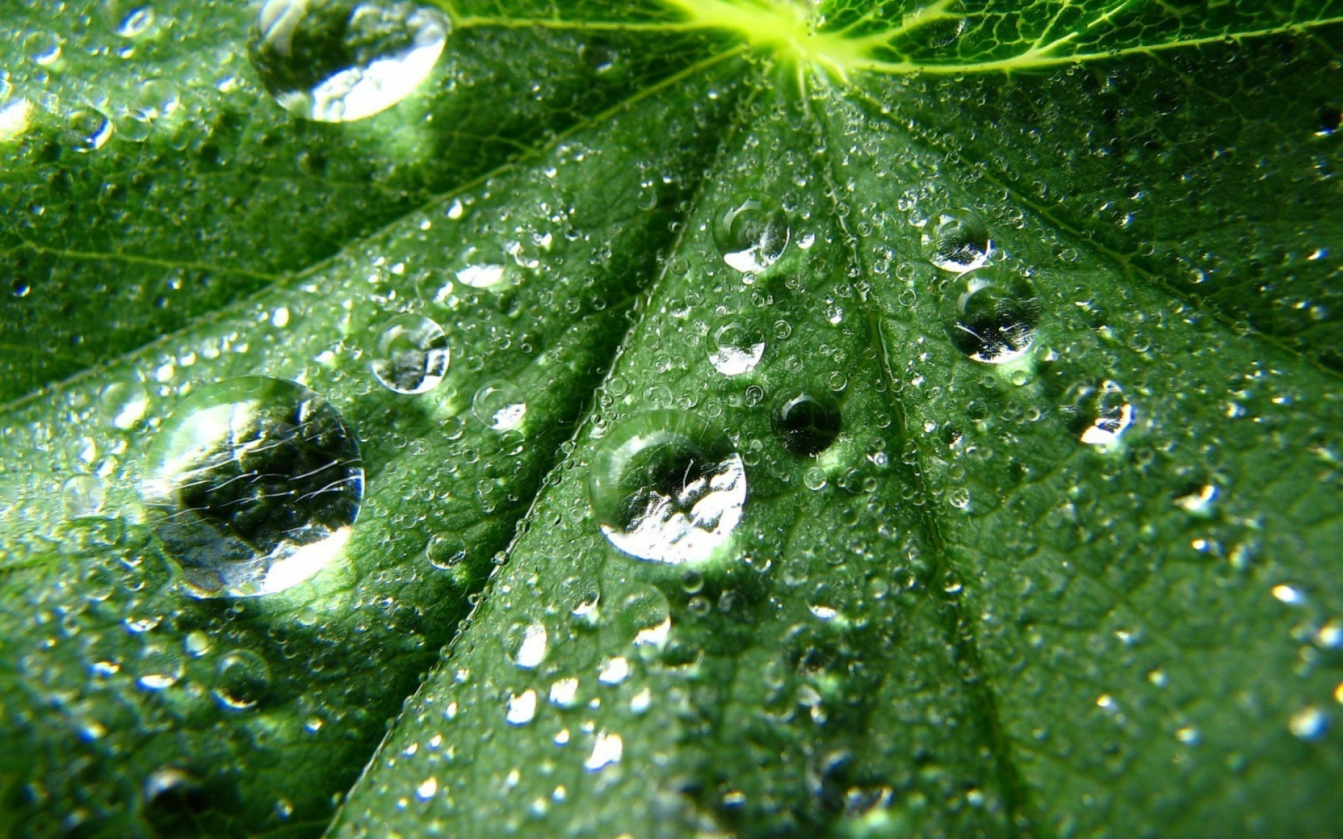 Water leaves. Роса на листьях. Капельки на листьях. Листья с капельками воды. Зеленый лист с росой.