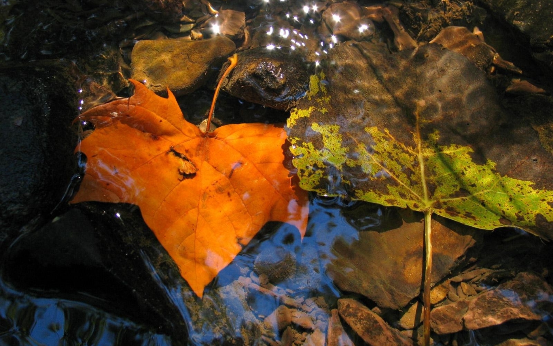 осенние листья в луже картинки