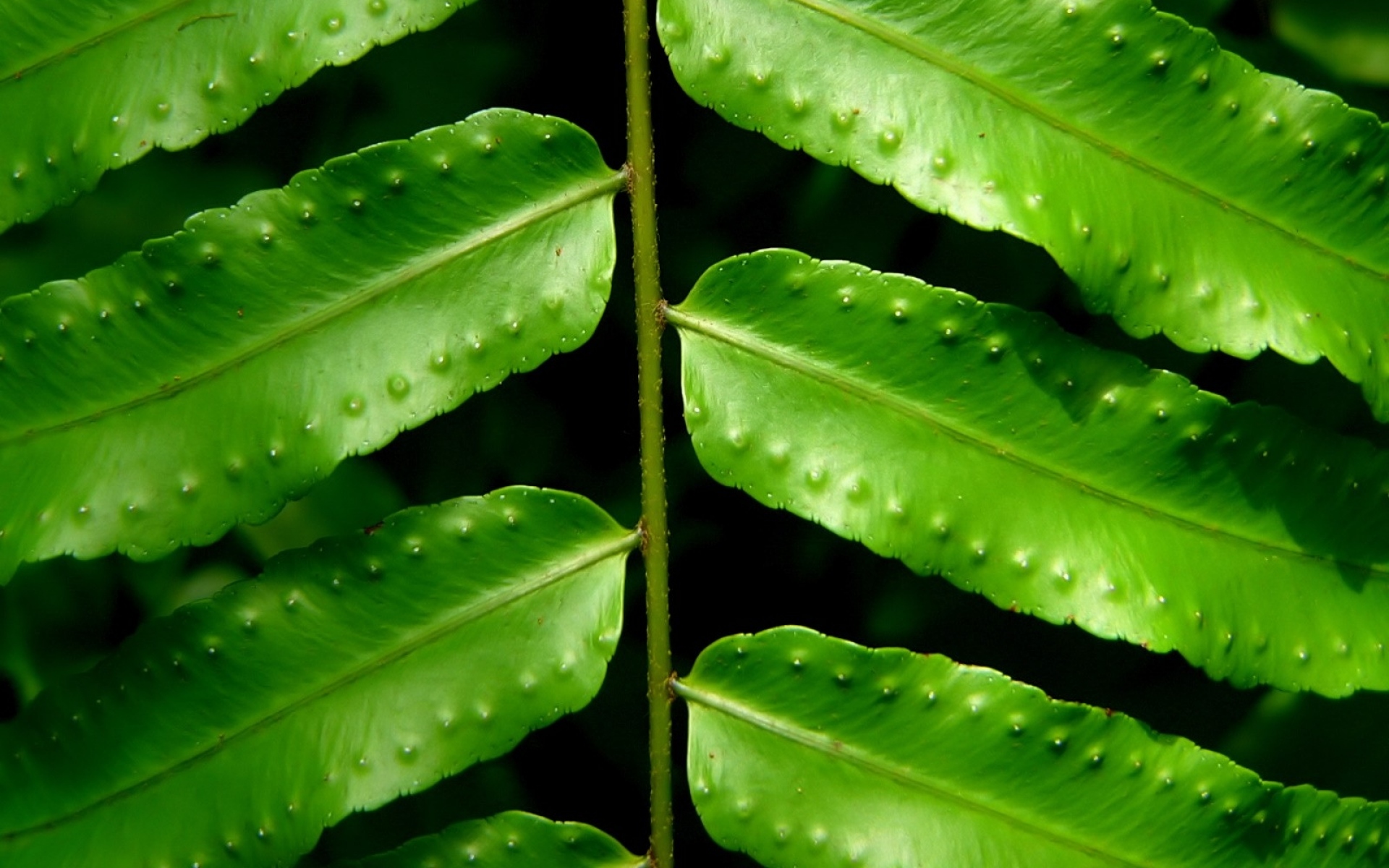 листья большие зеленые фото