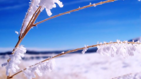 Палочки, трава, ветки, снег, синий, небо