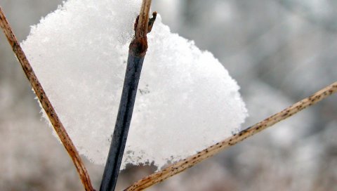Снег, трава, веточка
