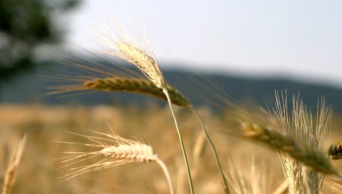 Рожь, уши, ветер, поле
