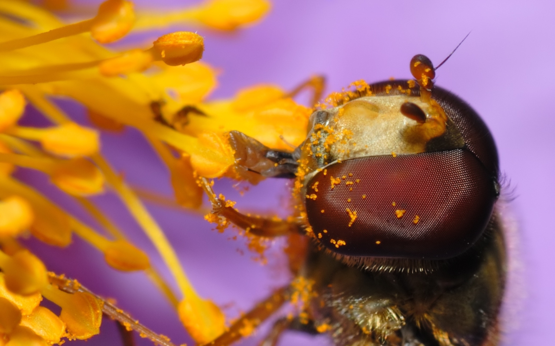 Картинки Пчела, опыление, цветок, глаза фото и обои на рабочий стол
