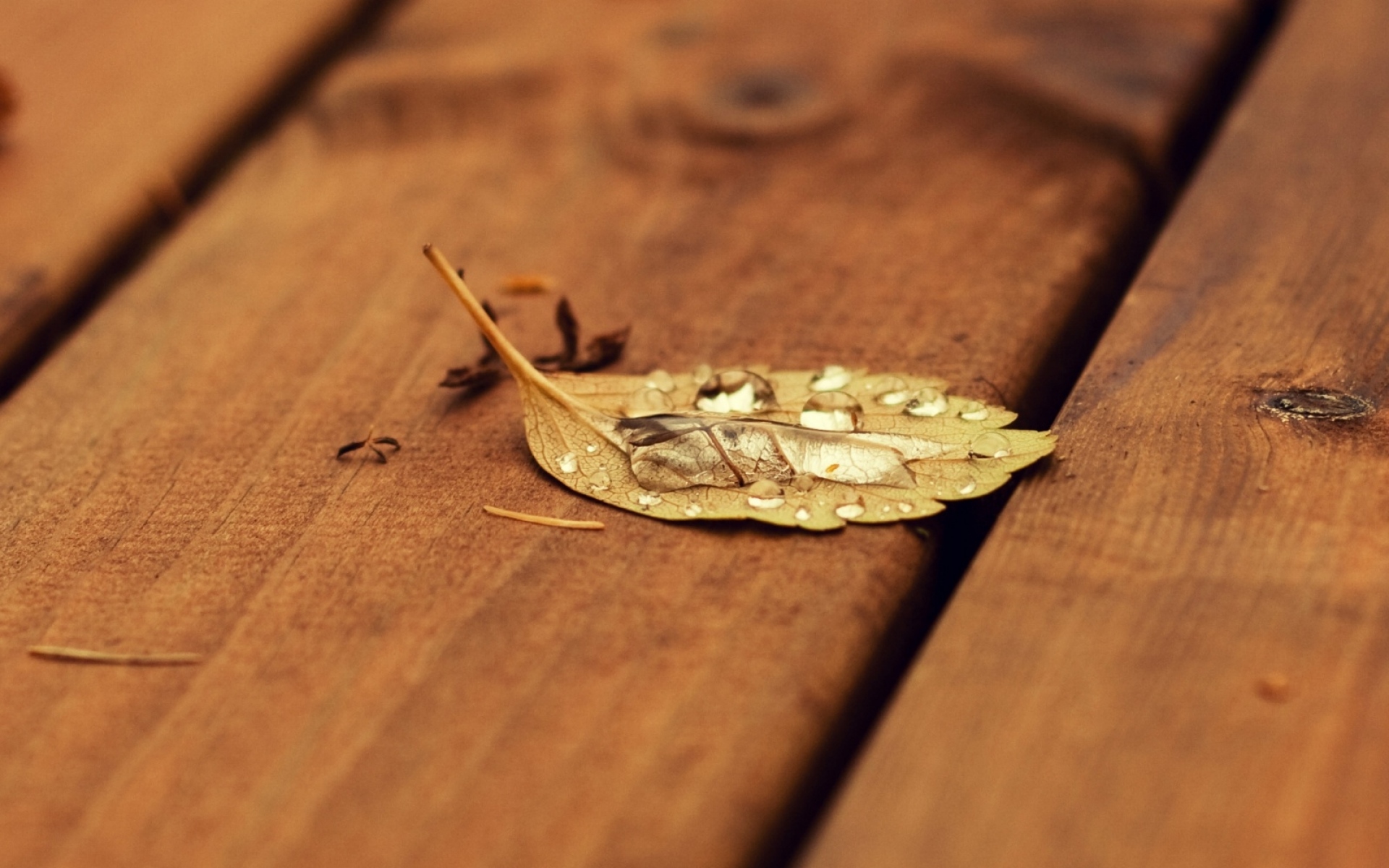 Картинки Лист, осень, упавший, дерево, поверхность фото и обои на рабочий стол