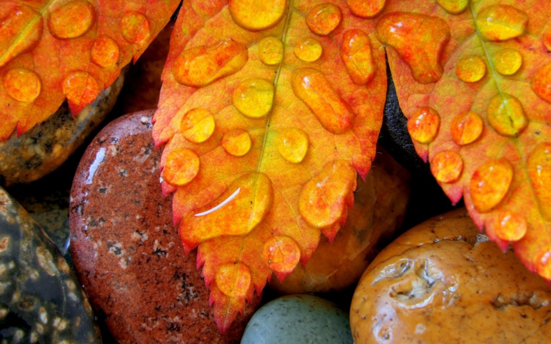 Картинки Листья, камни, влага, капли, роса, осень фото и обои на рабочий стол