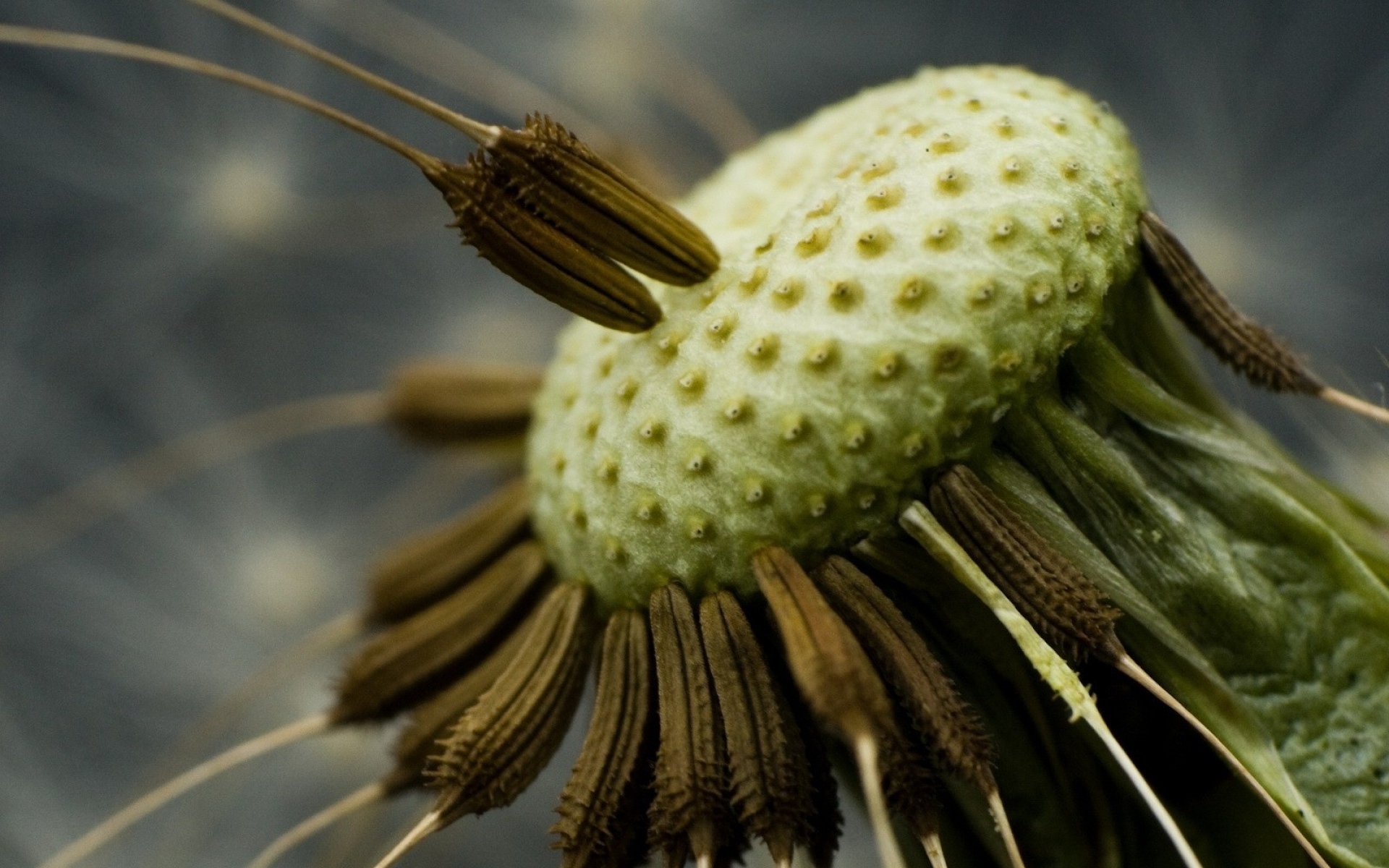 Черная пыльца. Одуванчик Макросъемка. Необычные семена растений. Семена одуванчика. Обои одуванчики.