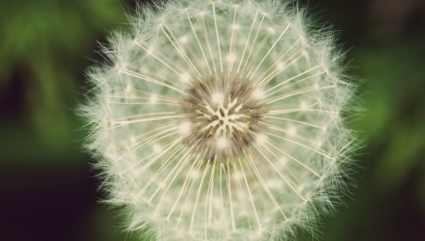 Одуванчик, пух, белый, зеленый, семена, цветы