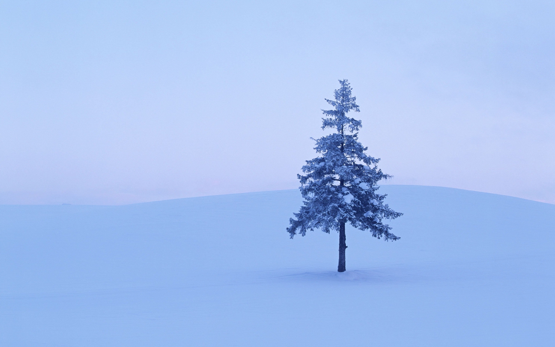 Одинокая ель в снегу
