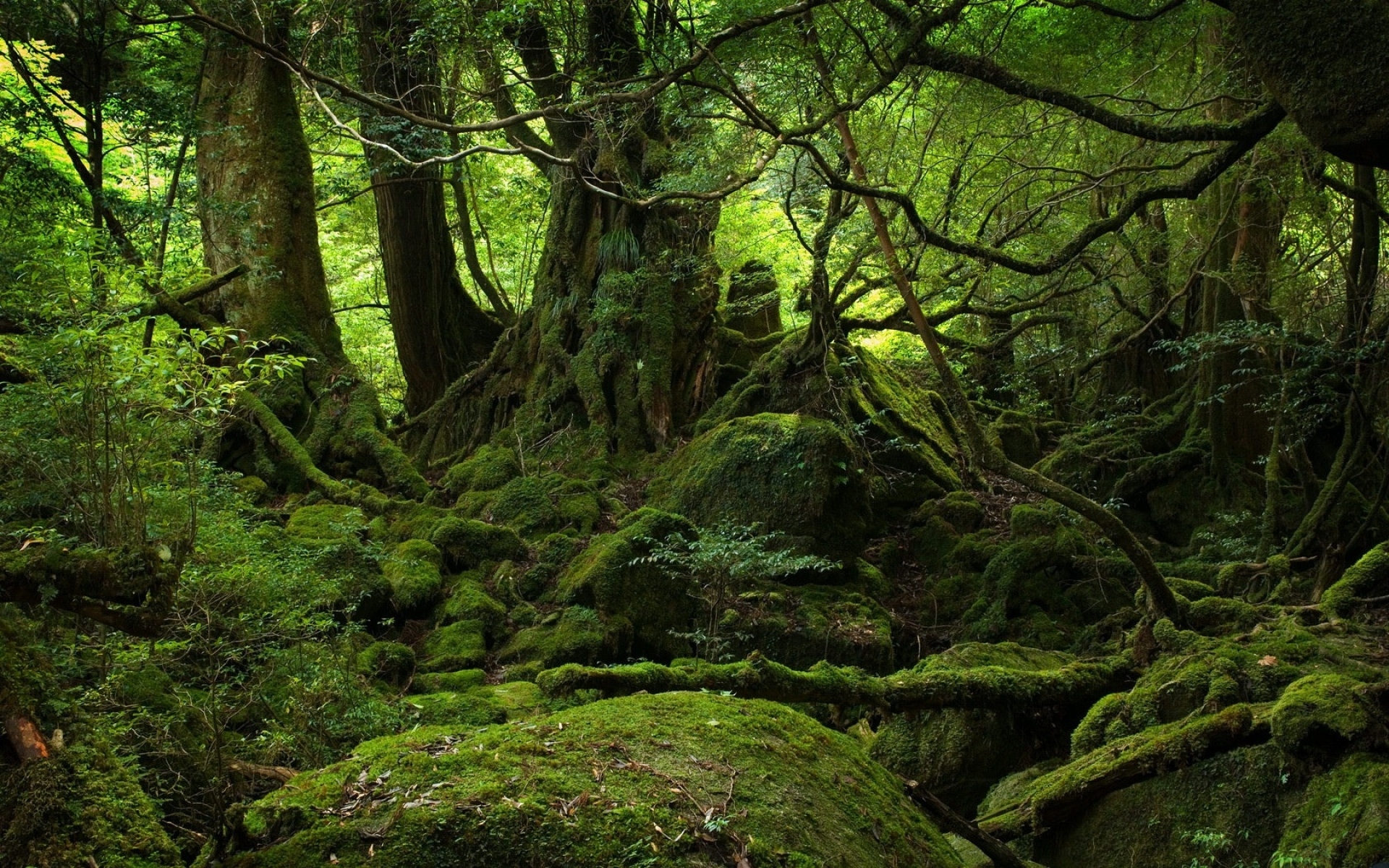 Картинки Деревья, лес, джунгли, мох, камни, зеленый, ветви, корни фото и обои на рабочий стол