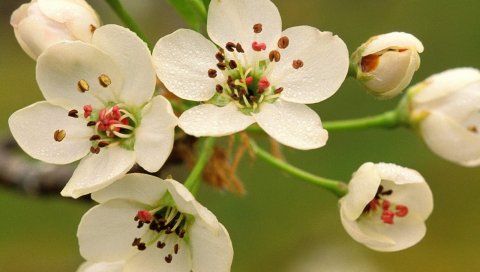 Весна, цветение, ветка, дерево, лепестки, белый, пестики, тычинки