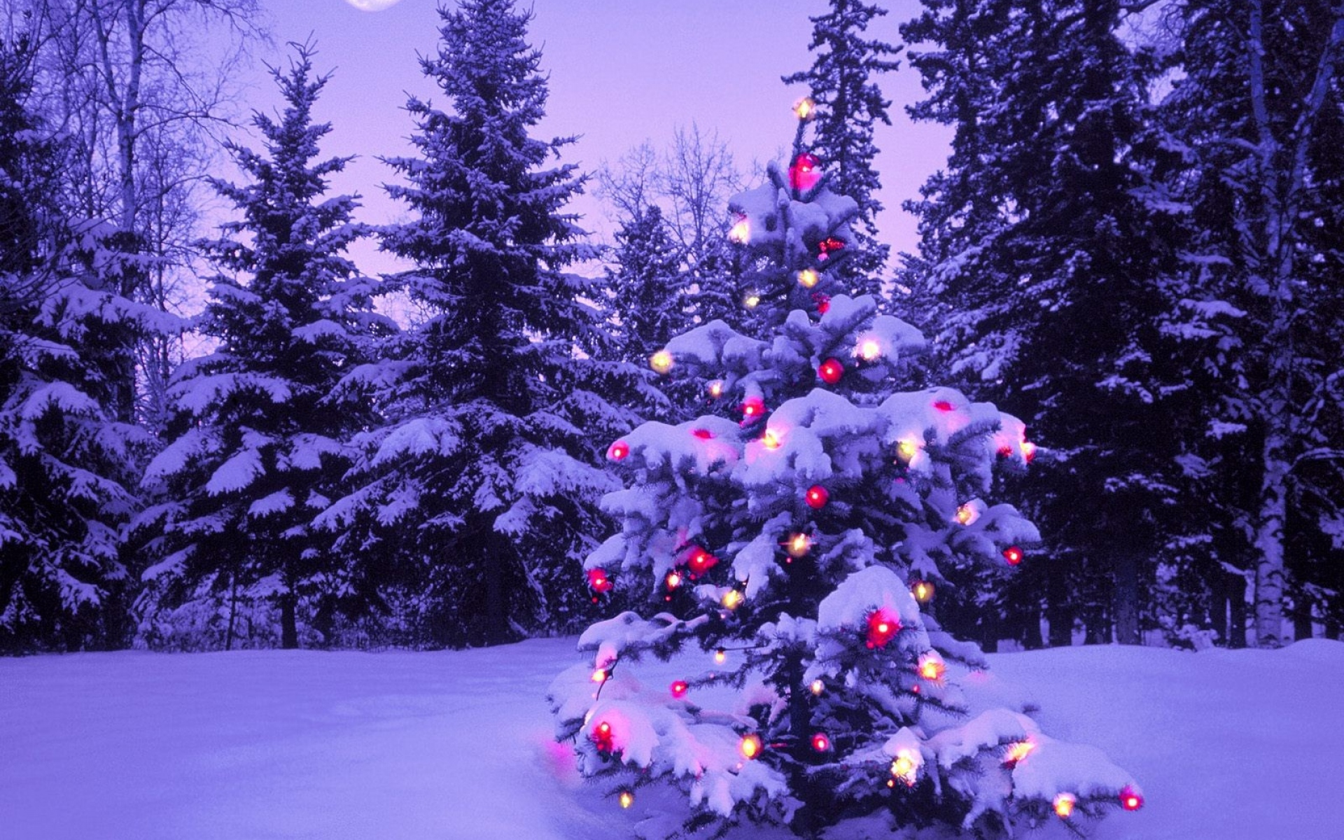 Картинки Дерево, новый год, рождество, елка, огни, гирлянда, снег, зима, небо, луна, вечер фото и обои на рабочий стол