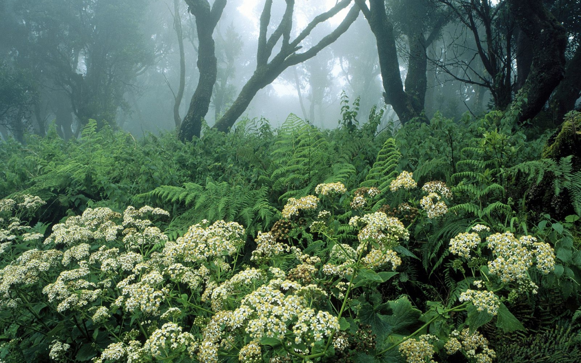Фото растений леса. Дягиль и борщевик. Лесные травы. Растения в лесу. Растительность леса.