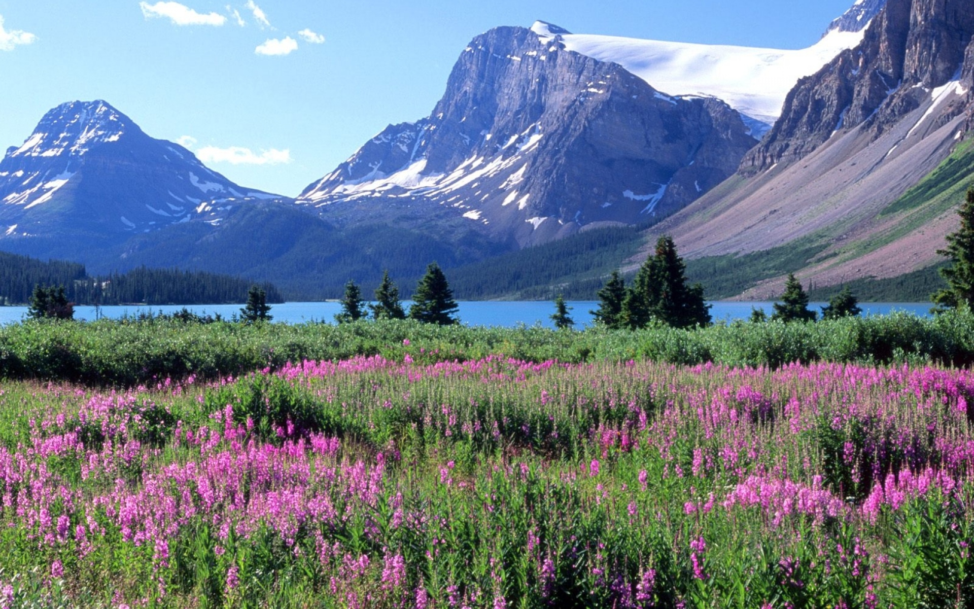 Mountain flora. Банф национальный парк Флора. Национальный парк Банф, Канада. Цветы Канады Банф. Кордильеры Альпийские Луга.