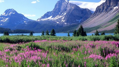 Горы, деревья, цветы, озеро, канада, поляна