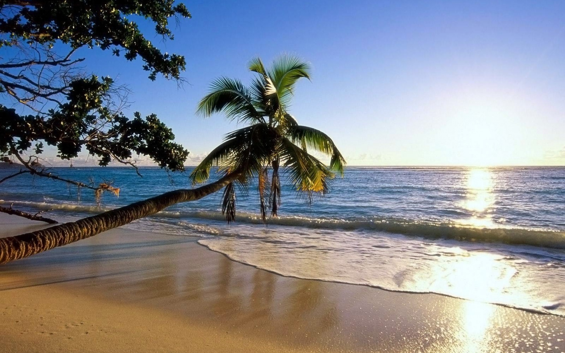 Картинки Пальма, деревья, пляж, берег, волна, склон, солнце, море фото и обои на рабочий стол