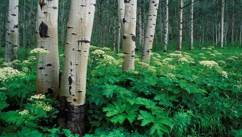 Березы, роща, стволы, деревья, кора, растительность
