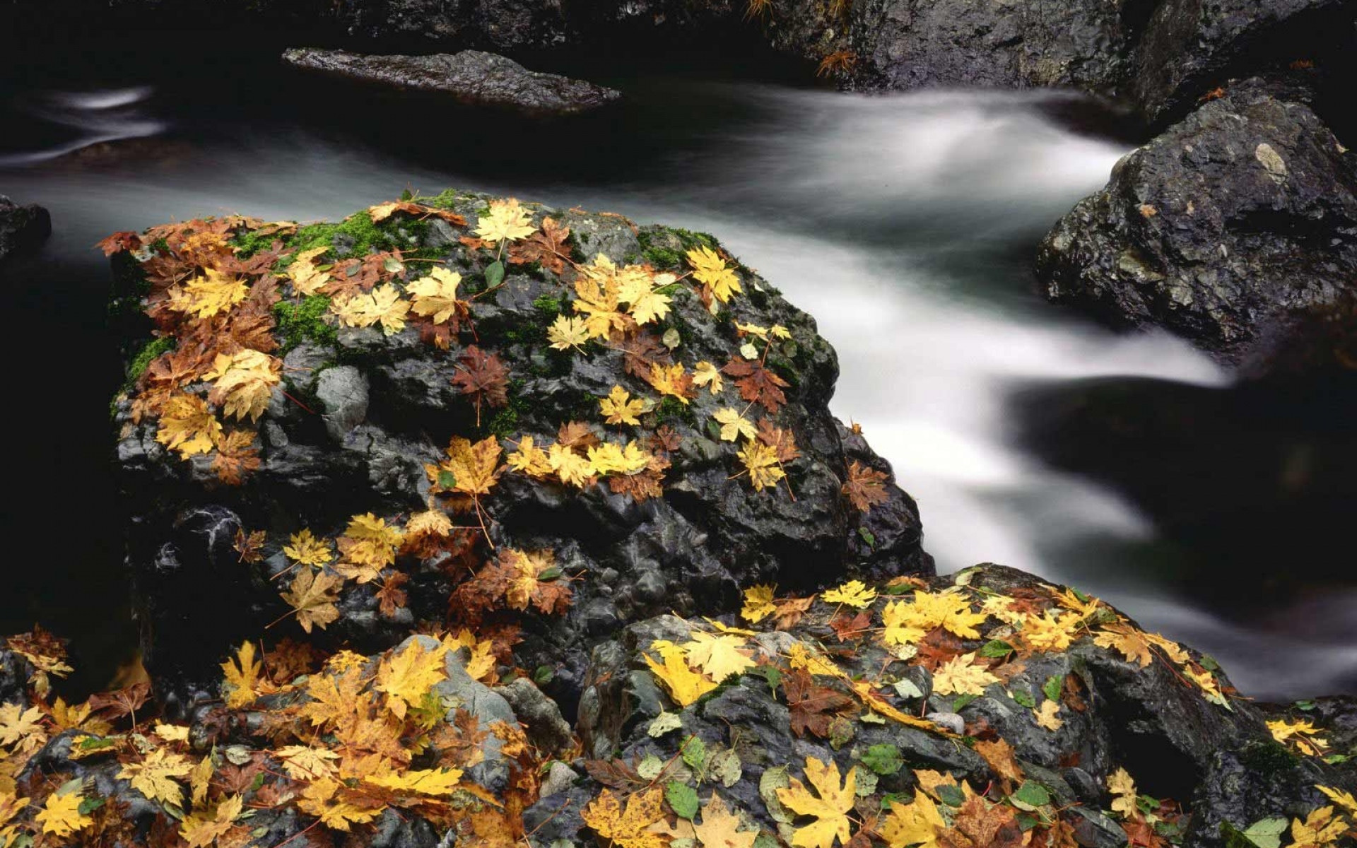 Картинки Листья, осень, река, камни, мох фото и обои на рабочий стол