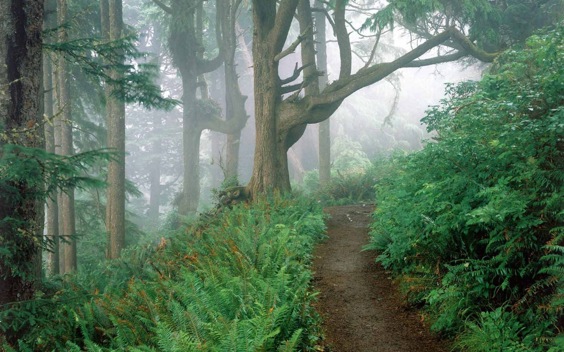 Картинки Трек, дерево, туман, деревья, папоротник, ветки фото и обои на рабочий стол