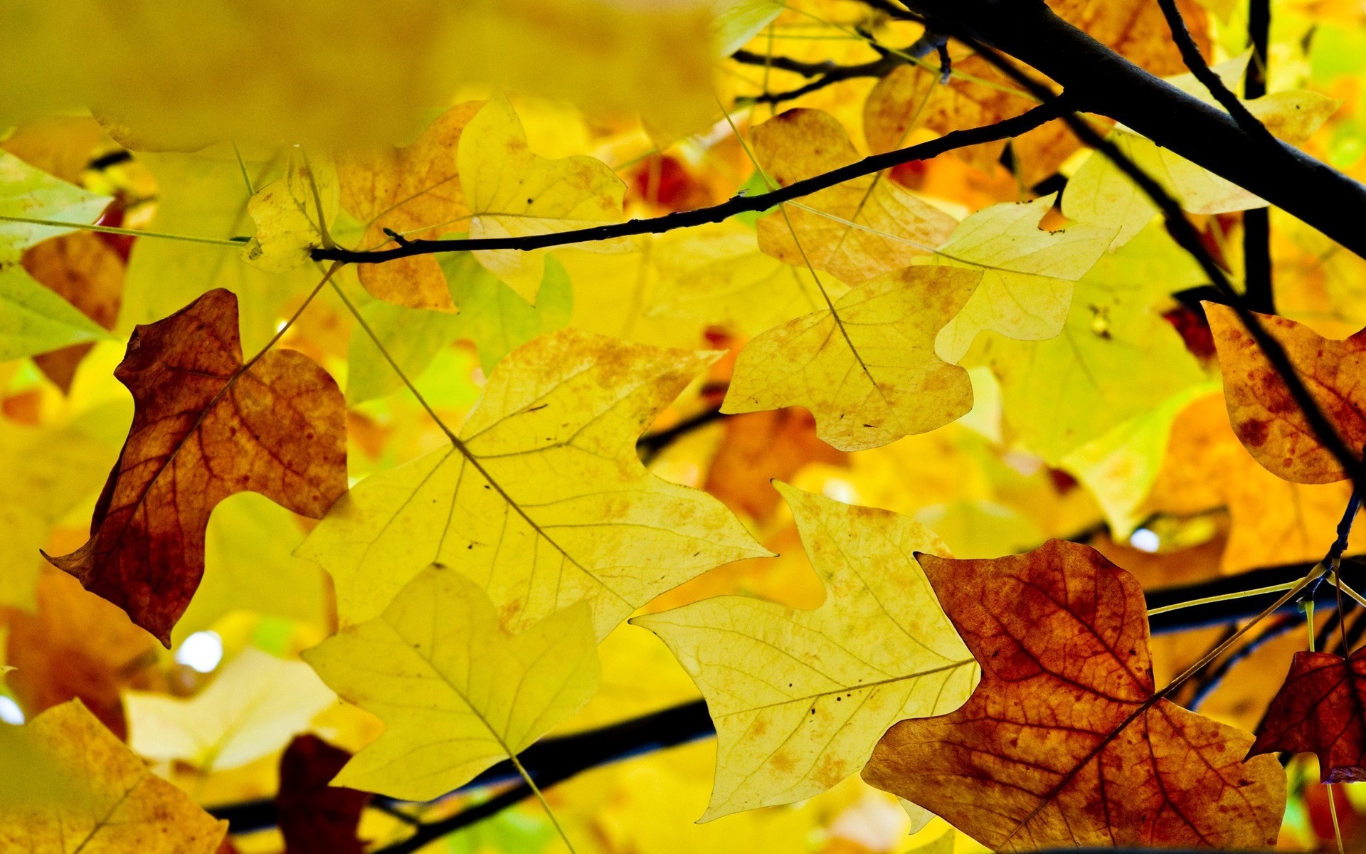 Картинки Листья, ветви, осень, желтый, сухой фото и обои на рабочий стол